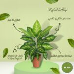 نبته صناعية كالنديولا طول 45 سم