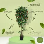 شجرة برتقال مثمرة طول 190 سم