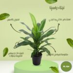 نبتة صناعية دراسينا طول 65 سم