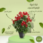 شتلة صناعية مزهرة خبيزة طول 45 سم