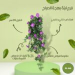 فرع نبتة بهجة الصباح