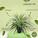 شجره صناعي نيتة كلورفيتوم