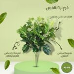 فرع نبات للغرس