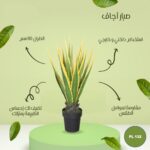 صبار أجاف 80 سم