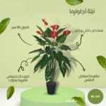 نبتة اجلو نيما