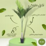 نخيل ملوكى 225 سم