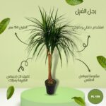 شجره صناعي رجل الفيل