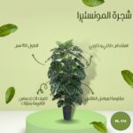 شجره صناعي مونستيرا