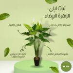 شجره صناعي نبات ليلى الزهرة البيضاء