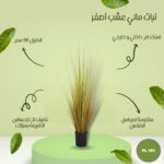 نباتي مائي عشب اصفر