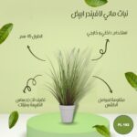 نباتي مائي لاقيندر ابيض