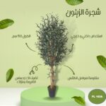 شجره صناعي الزيتون