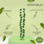 حبل ورق المونستيرا