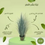 نبتة عشب النهر