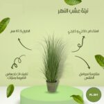 نبتة عشب النهر 67.5 سم