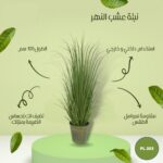 نبتة عشب النهر 105 سم