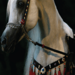 بديل رخام طباعه خيل خلفية اسود