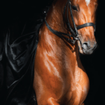 بديل رخام طباعه خيل بني خلفية بني