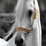 بديل رخام طباعه خيل ابيض خلفية رمادي