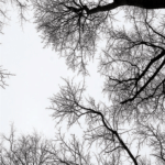 بديل رخام طباعه ابيض خلفيه اشجار الخريف