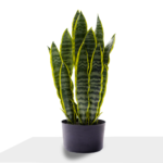 شجرة جلد النمر صناعية 80 سم